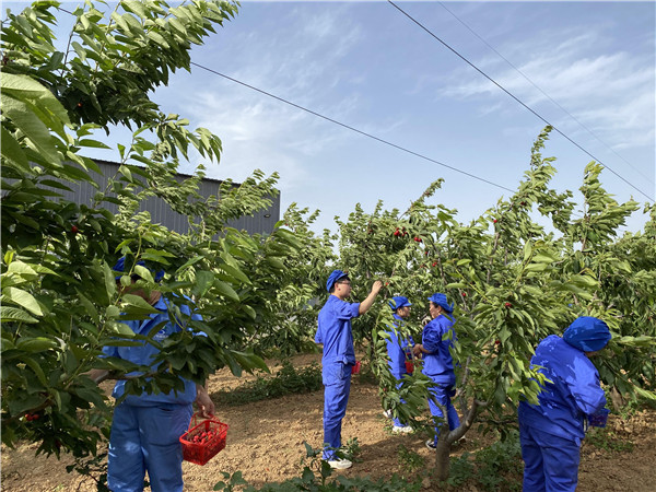 1622512941619954.jpg 今世康公司櫻桃采摘自助燒烤團(tuán)建活動(dòng)5.jpg